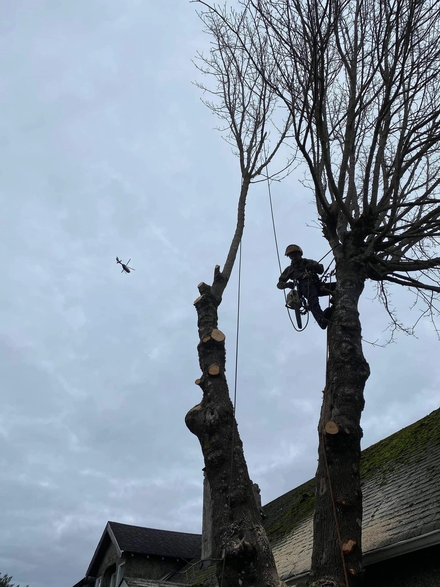 Arborist rope climbing tree pruning